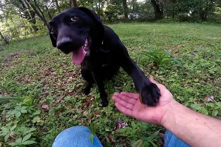 Proyecto Pedigree -First Days Out-