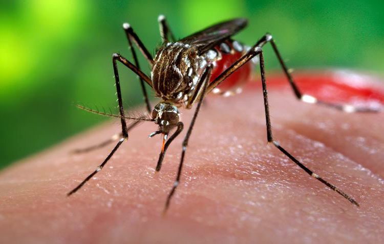 Zika: Paneles que huelen como seres humanos
