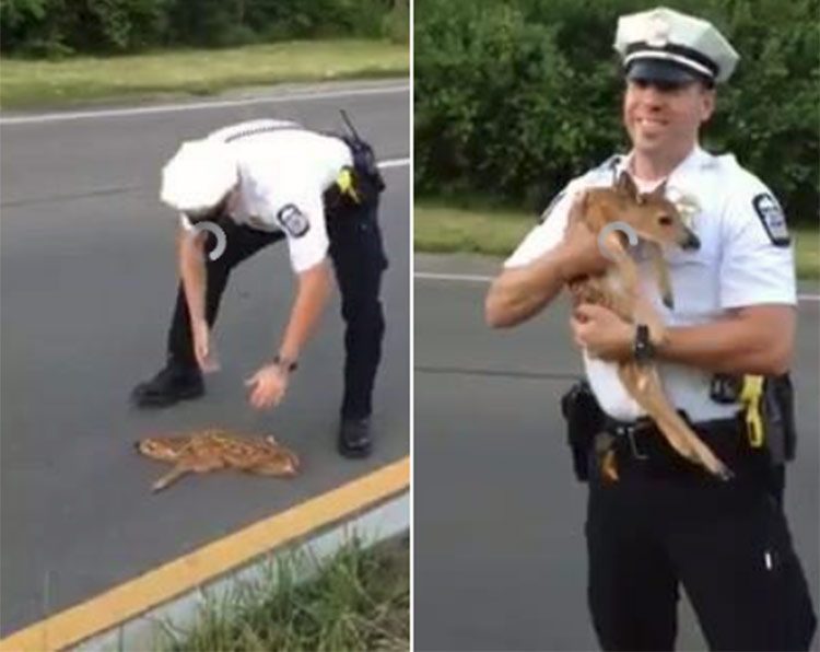Policía rescató a un agotado cervatillo