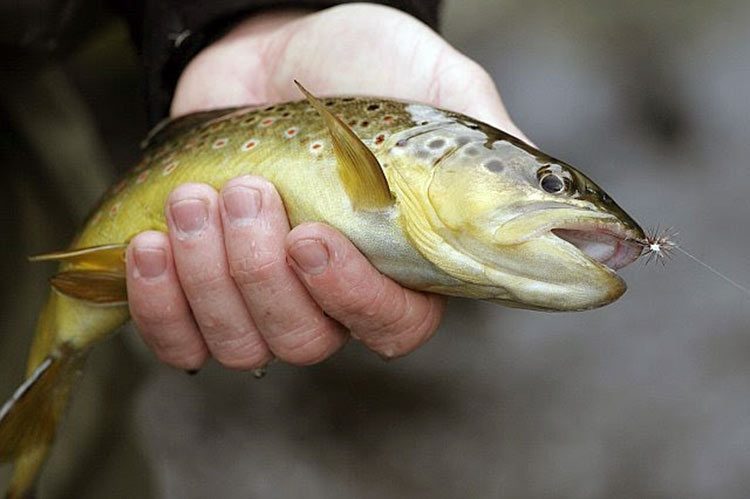 Aprendió a leer a los 91 y con 98 escribe un libro