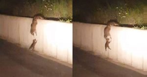 Mapaches crean una cadena para salvar a su bebé