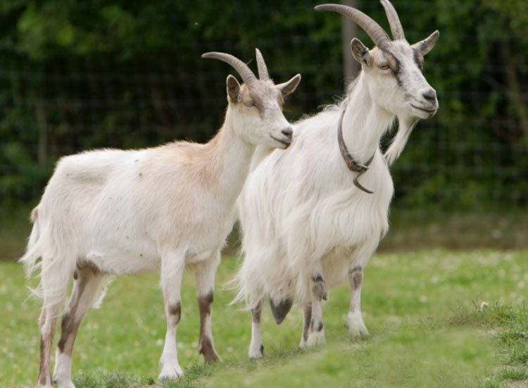 reclutan cabras para cortar pasto