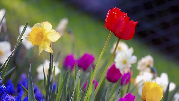 Monsato patenta una rosa que no se marchita