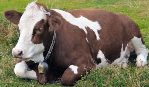 Científicos hallaron oro en la orina de las vacas