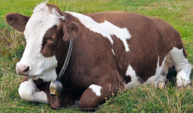 Científicos hallaron oro en la orina de las vacas