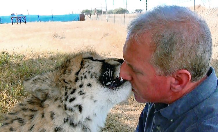 Gabriel, el leopardo cazador juega como un gatito