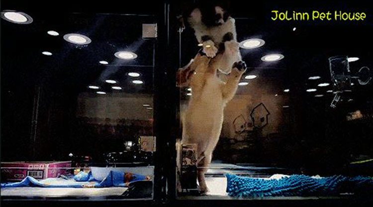 Gatito escapa para jugar con su amigo el perrito