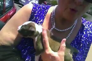 Policía salva a un minúsculo perrito de morir