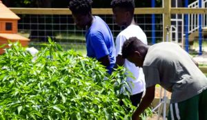 4 adolescentes trabajan en una granja para escapar