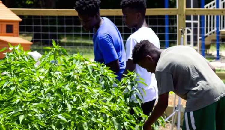 4 adolescentes trabajan en una granja para escapar