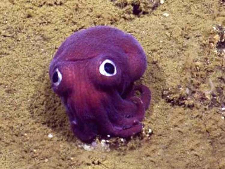 Calamar como el de la película Finding Nemo