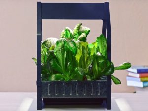 IKEA vende kits de cultivo hidropónico para interior