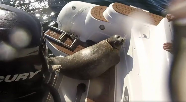 Foca se refugió en su barco escapando de las orcas