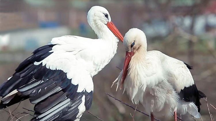 Cigüeña vuela 8000 km cada año para ver a su amada