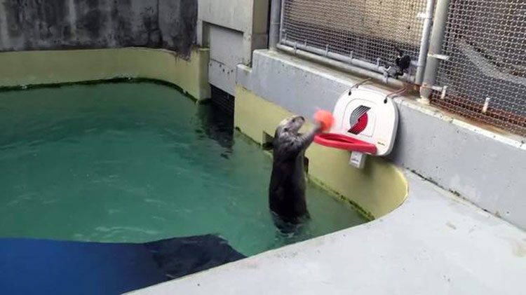 La pequeña nutria que juega al baloncesto
