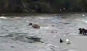 Mamá oso rescata a sus 3 crías caídas en un río