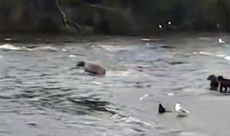 Mamá oso rescata a sus 3 crías caídas en un río