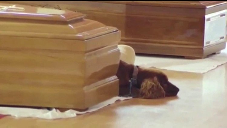 Perro que no abandona a su amo