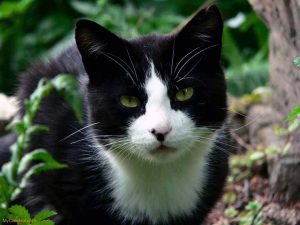 Gato misterioso rescata un turista lesionado