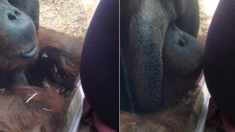 Embarazada vive un tierno momento con un Orangutan