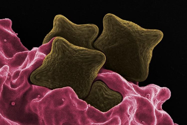 Te llegó el fin Súper Bacteria