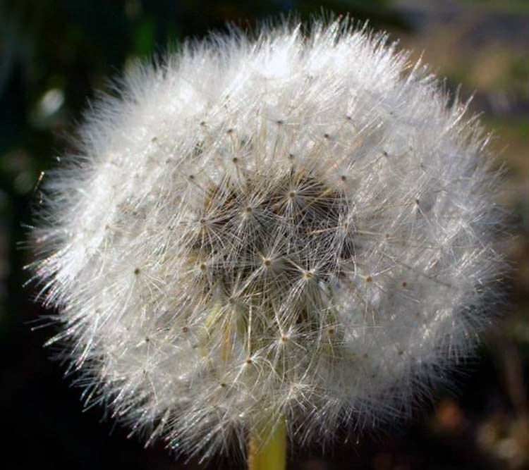 5 maneras de evitar – desde engaños hasta alergias