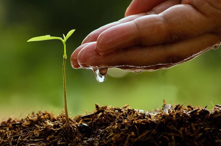 Descubren cómo mejorar la Agricultura en el mundo