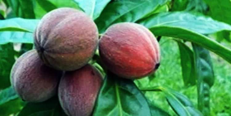 Australia - Tumores de cáncer destruidos por una baya