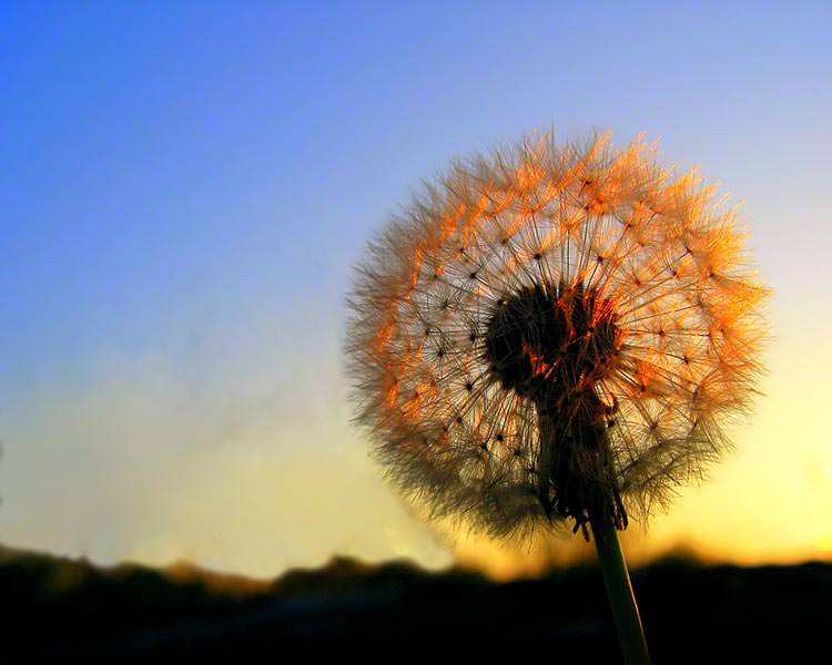 Una raíz que mata el cáncer en 48 horas