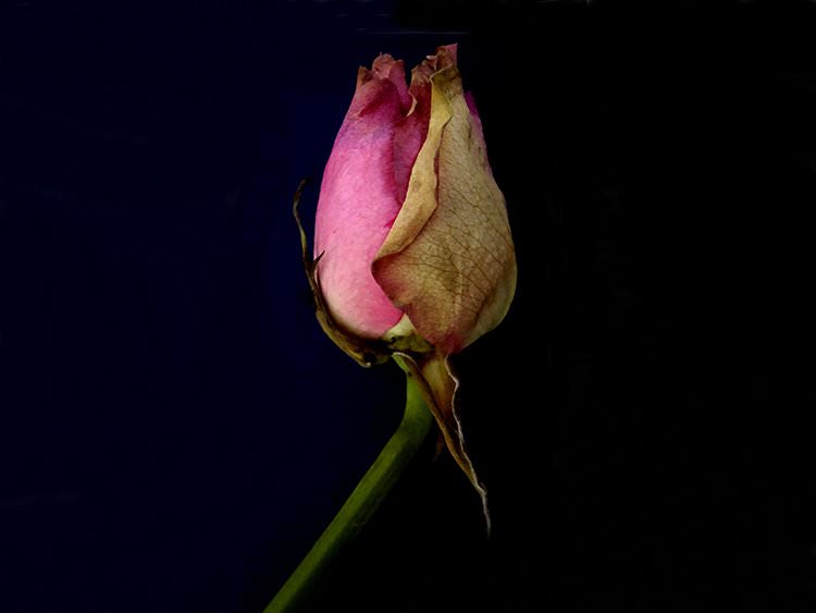 Cómo una mamá puede tener Alzheimer con 36 años?