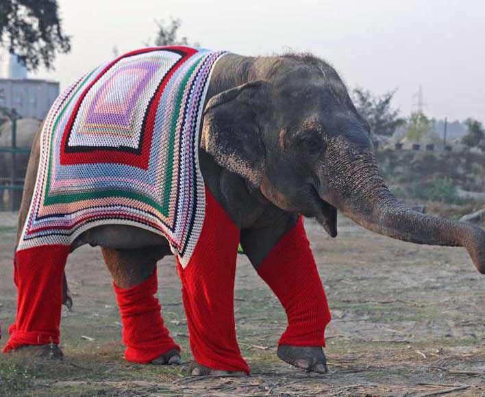 Por el frío, tejen jerseys de punto para elefantes