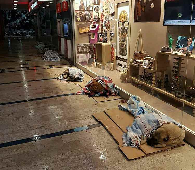 refugio de perros abandonados