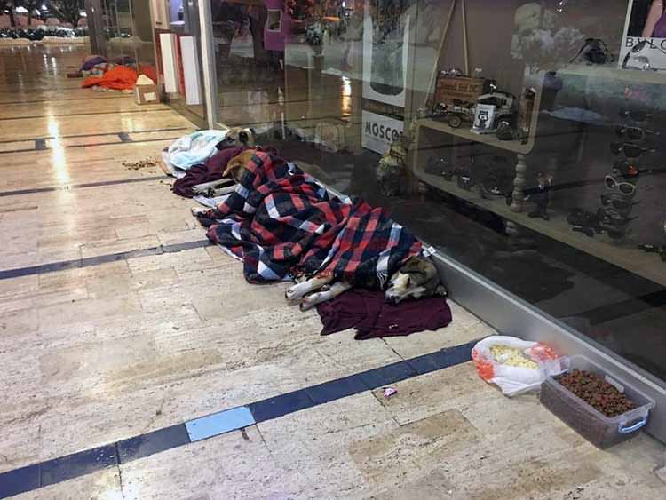 refugio de perros abandonados