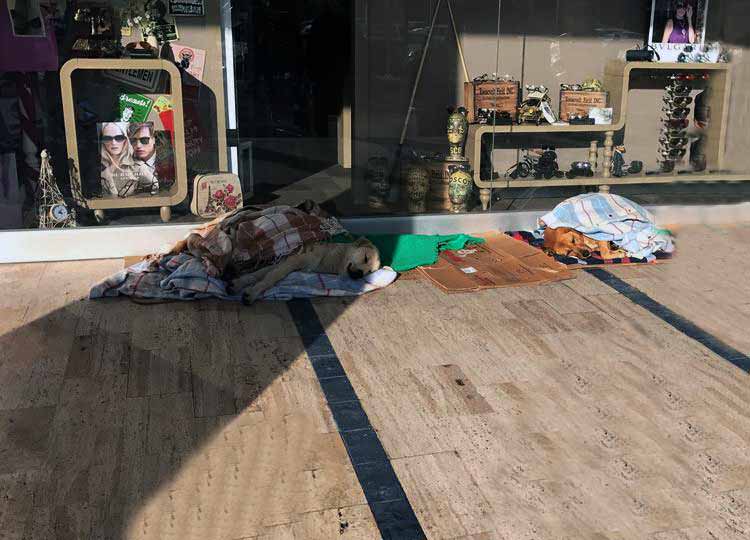 Centro comercial es refugio de perros abandonados