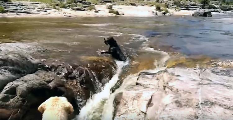 El rescate de un perro por otro perro se hizo viral