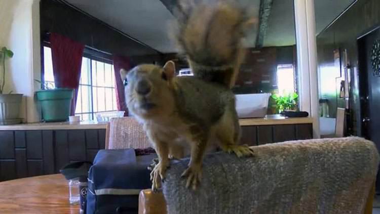 Una ardilla mascota como guardián de la casa