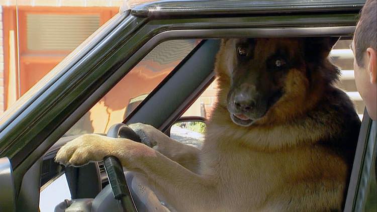 Inteligencia del perro que maneja sin seguro de auto