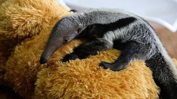 Oso hormiguero bebé ama su mamá de peluche