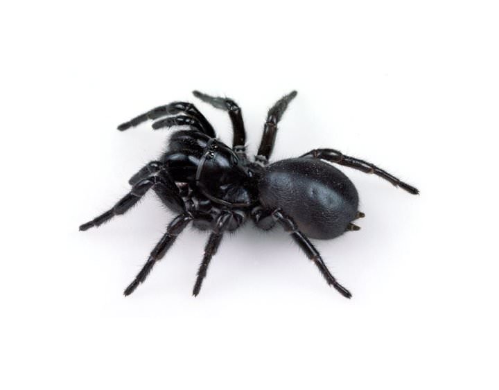 Veneno de araña tiene efecto protector contra ACV