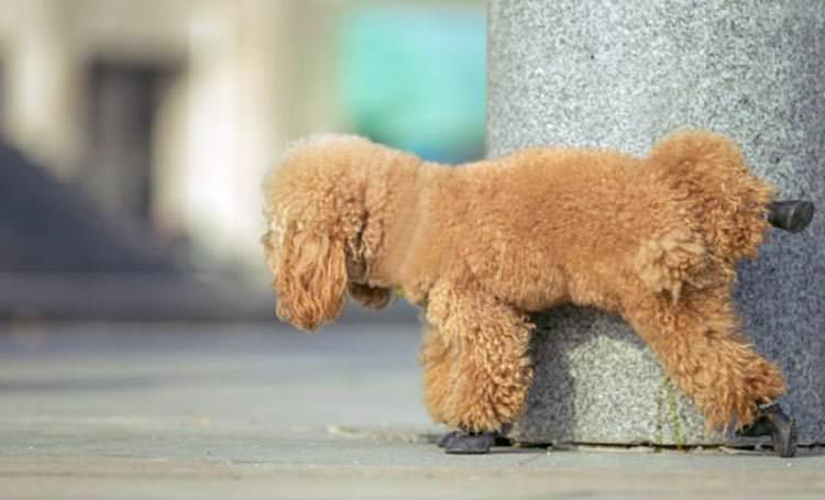 Que indica para tu salud cuantas veces orinas