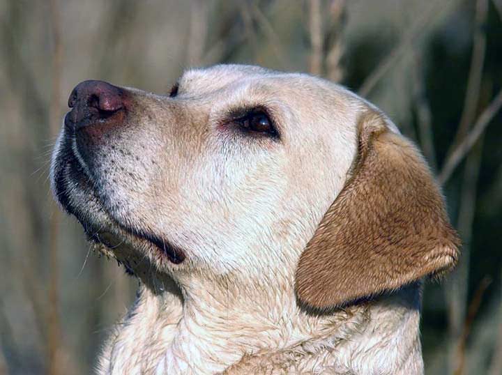 Tener un perro puede mejorar la salud
