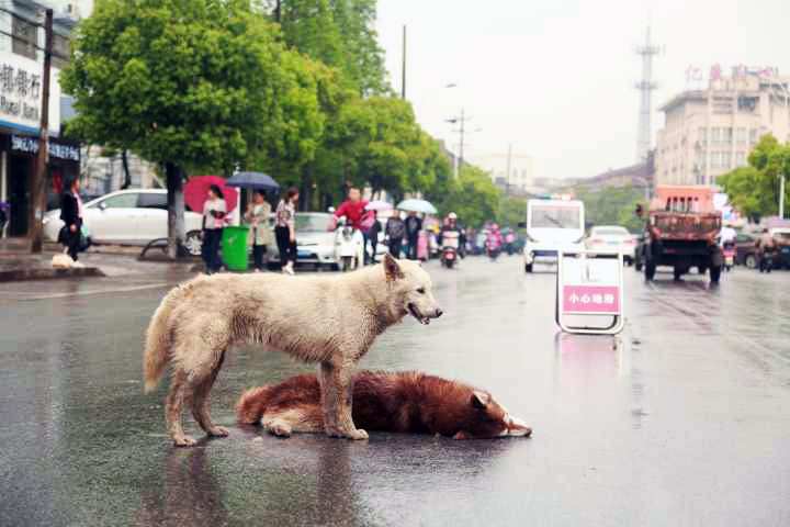 Perro trata de reanimar a su amigo muerto
