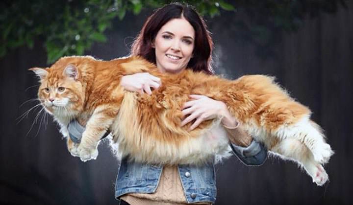 Más que Lassie - el gato más grande del mundo