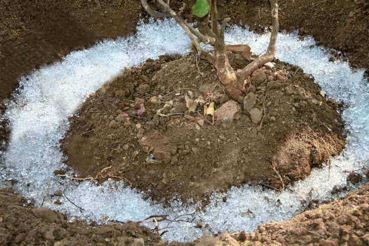 Invento mexicano revoluciona la agricultura