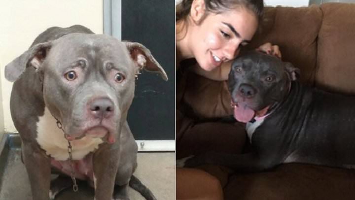 La cara de la devastación de un perro abandonado