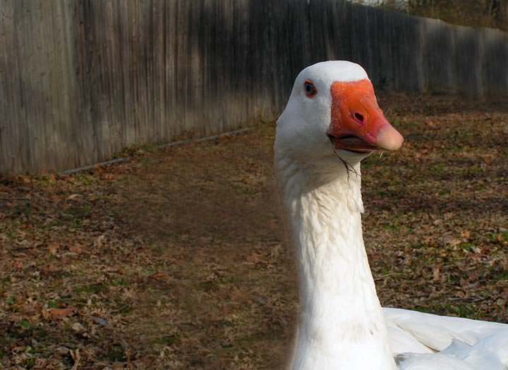 La felicidad de un ganso enamorado de su dueña