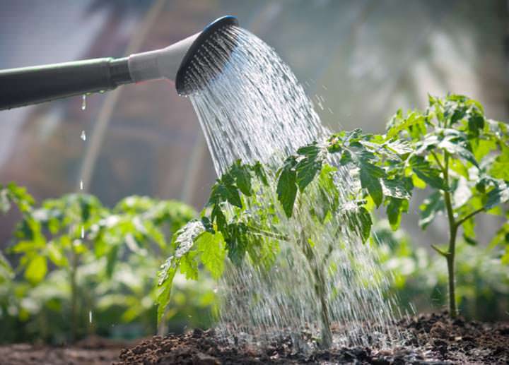 Hallan que las raíces de las plantas oyen el agua