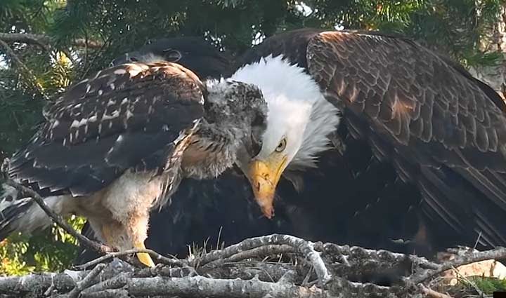 No lo come. Águila Calva adopta un bebé Halcón