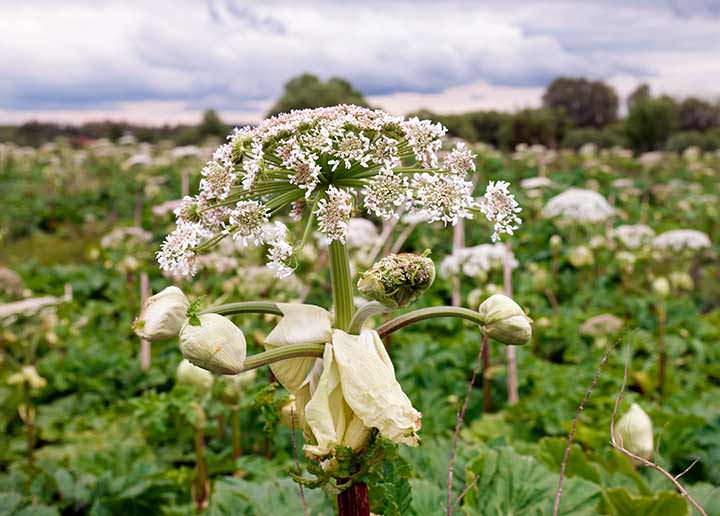 Que su hijo no se acerque a esta planta venenosa