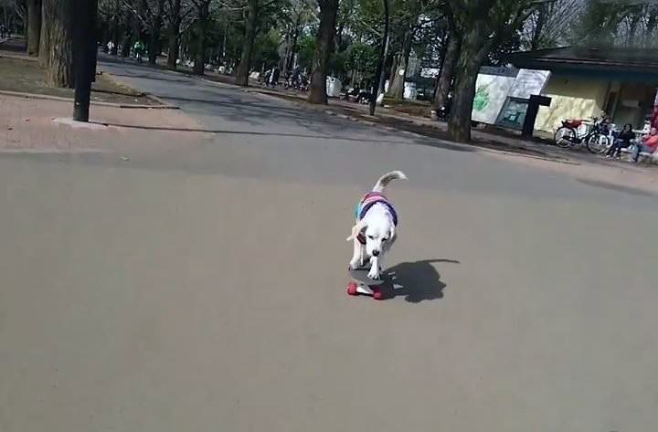 El perro de la Patineta ya tiene nuevos trucos